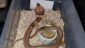 cobra snake florida venom